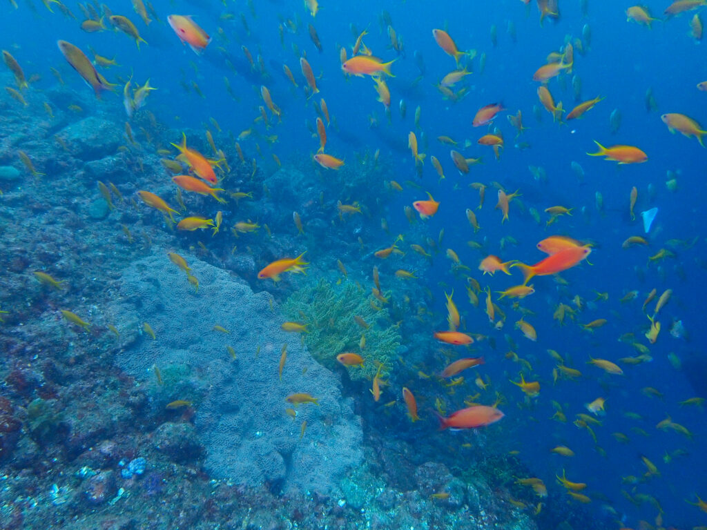 田子ダイビング　フトネ
