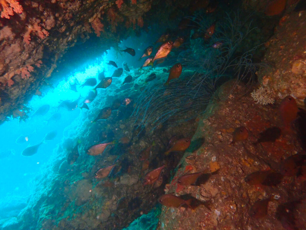 田子ダイビング　弁天島