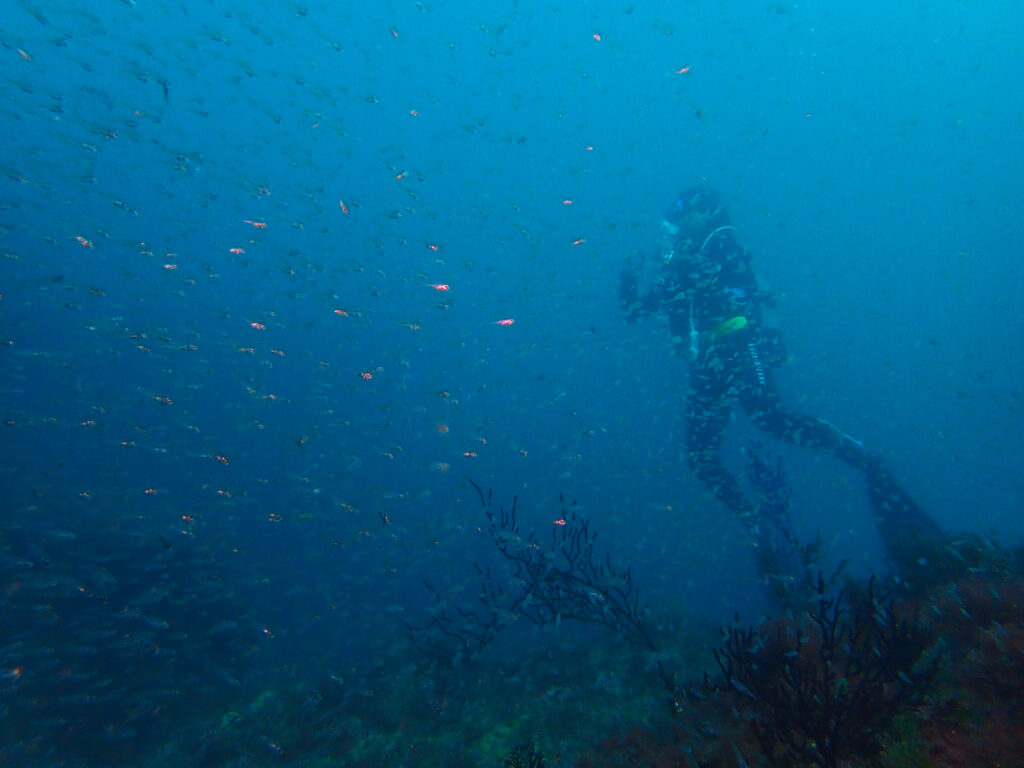 田子ダイビング　弁天島