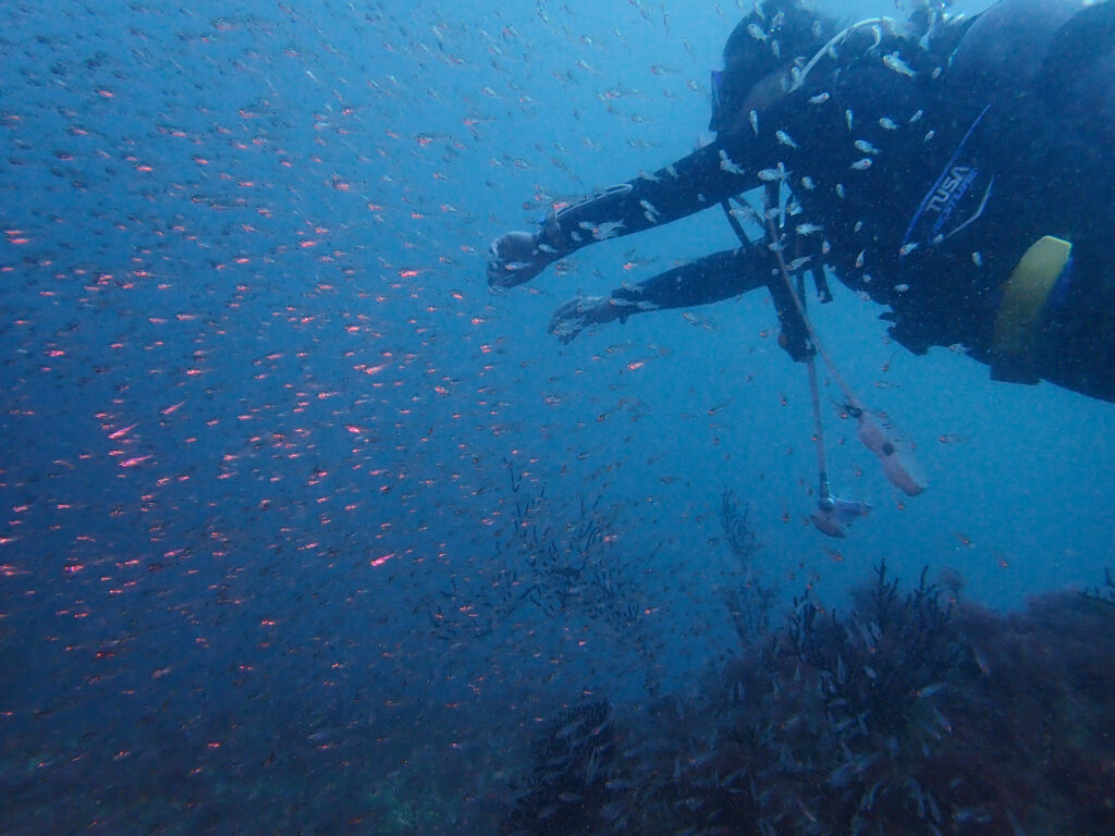 田子ダイビング　弁天島