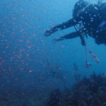 田子ダイビング　弁天島