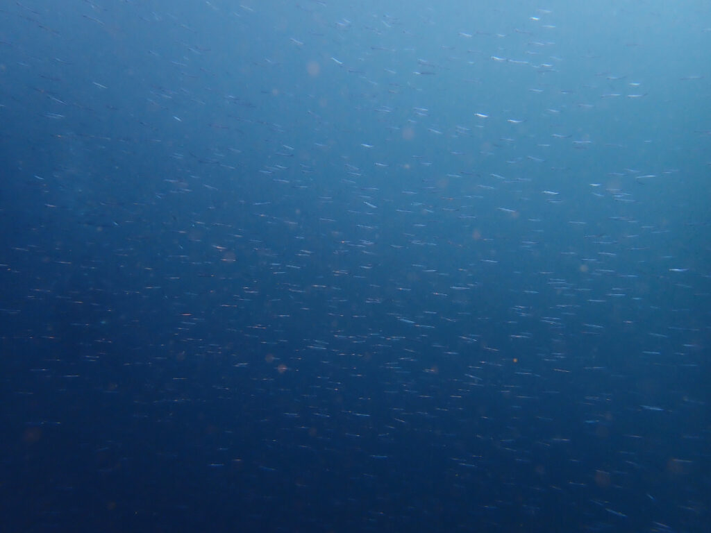 田子ダイビング　弁天島