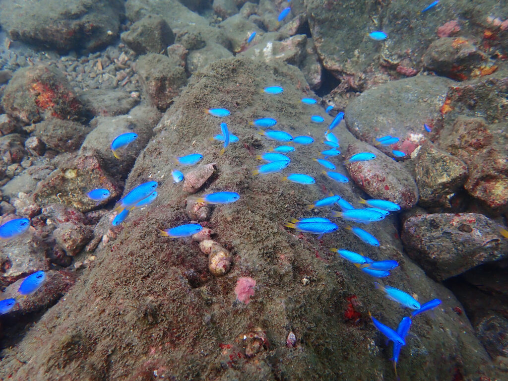 土肥ダイビング 通り崎