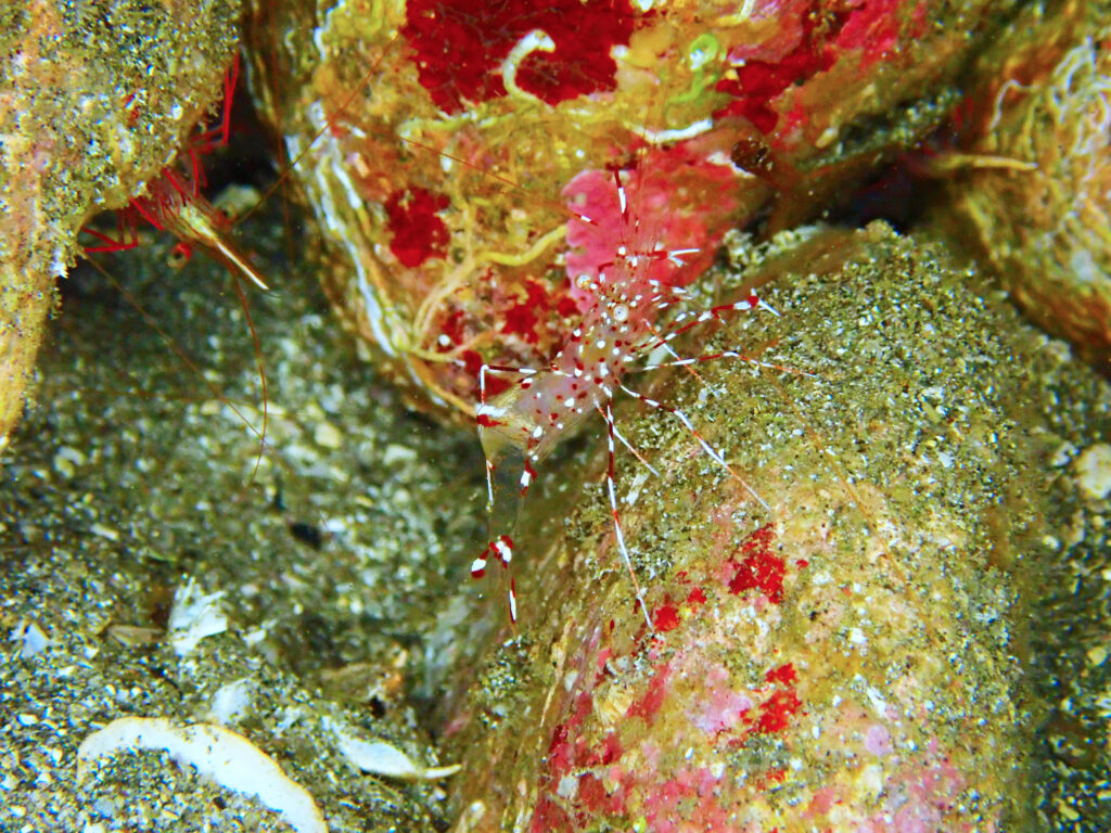 土肥ダイビング 通り崎