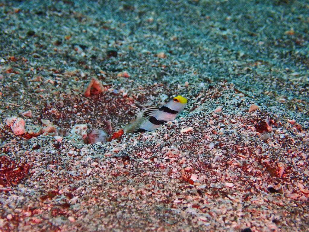 土肥ダイビング 通り崎