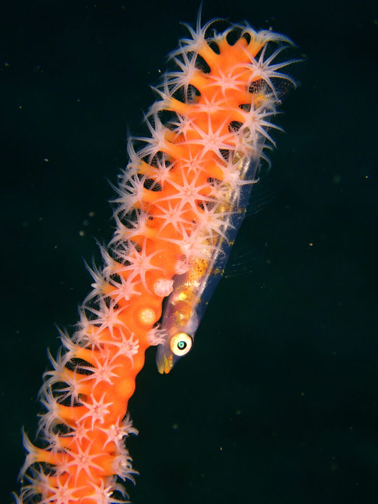 土肥ダイビング 通り崎