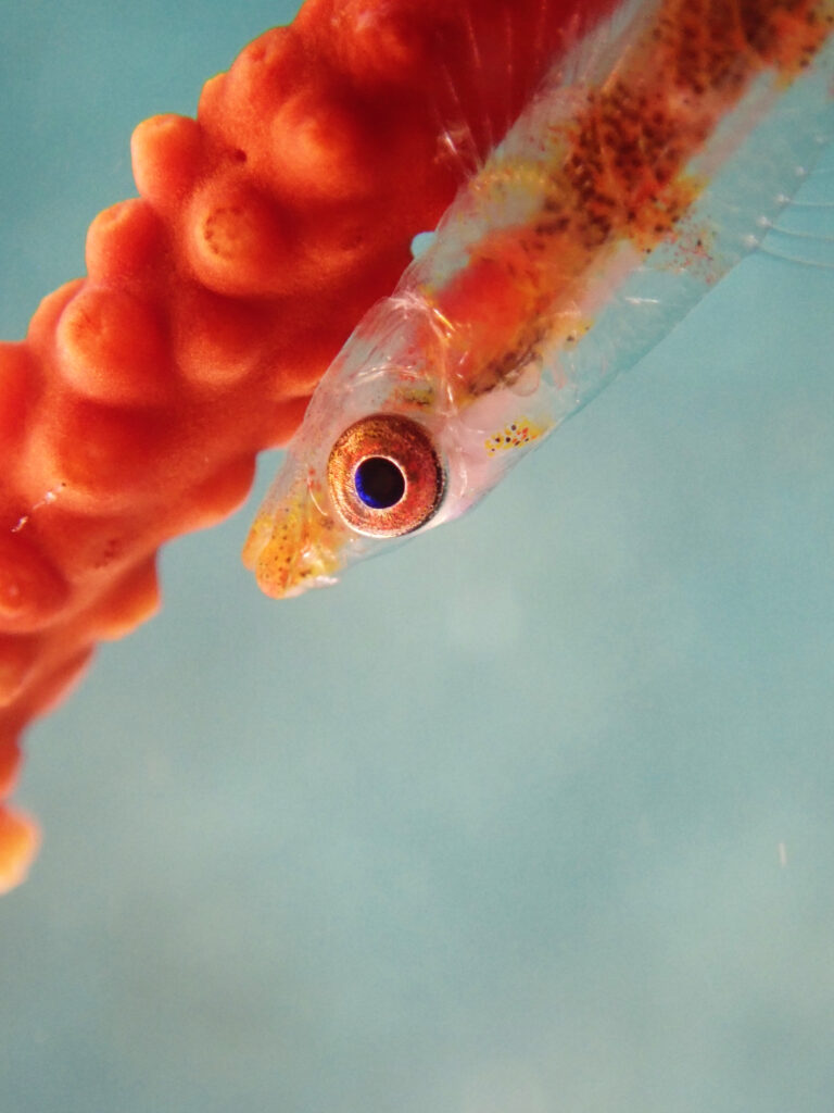 土肥ダイビング 通り崎