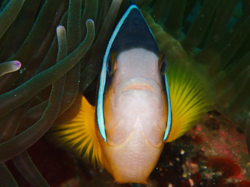 土肥ダイビング 通り崎