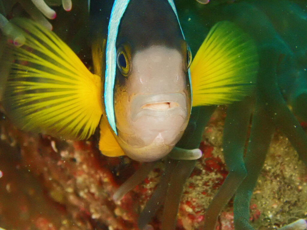 土肥ダイビング 通り崎