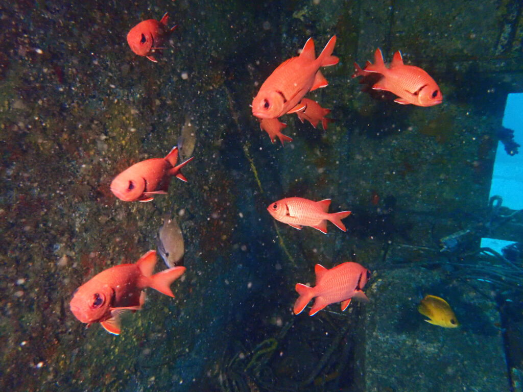 土肥ダイビング 通り崎沈船