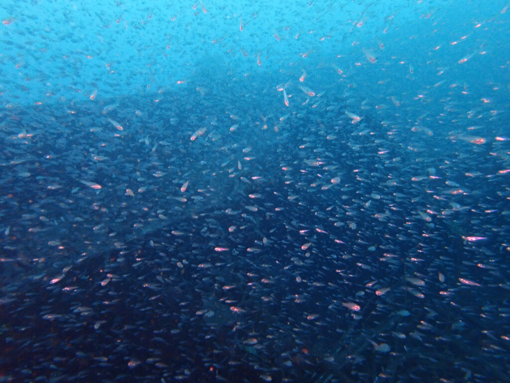 土肥ダイビング 通り崎沈船