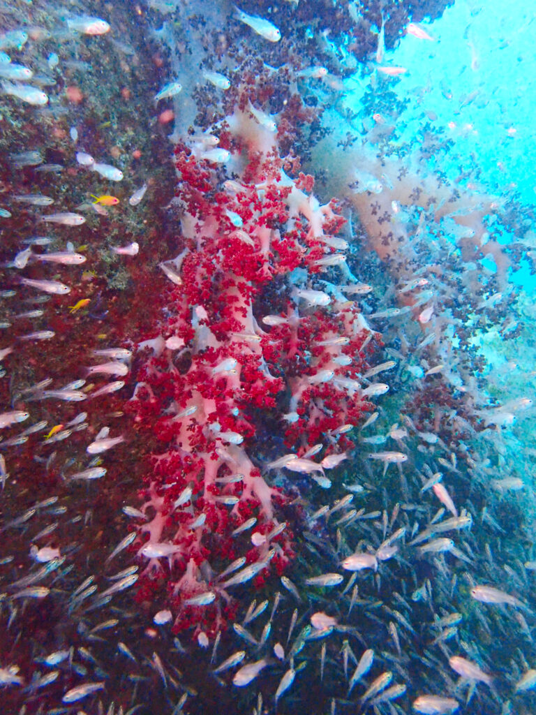 土肥ダイビング 通り崎沈船