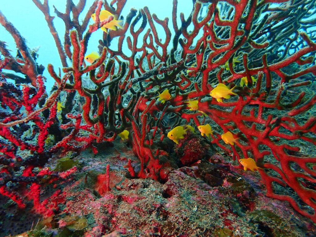 土肥ダイビング 通り崎