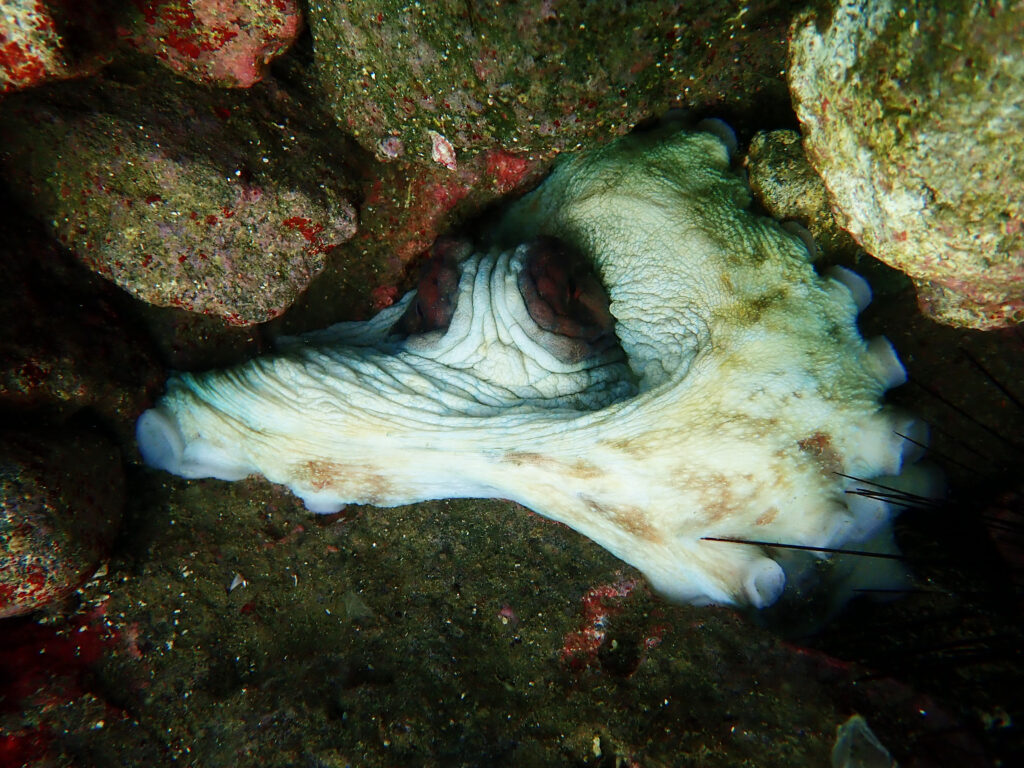 土肥ダイビング　通り崎ビーチ
