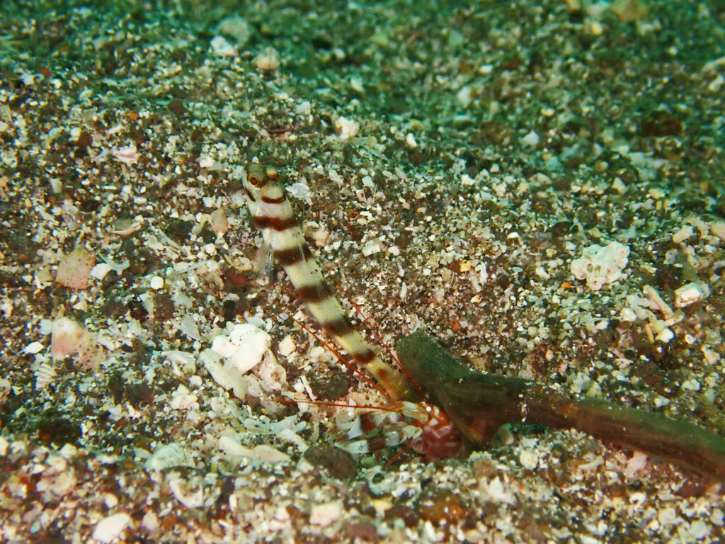 土肥ダイビング　通り崎ビーチ