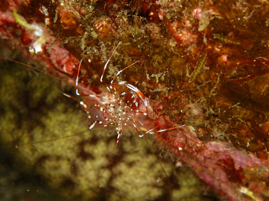 土肥ダイビング　通り崎ビーチ