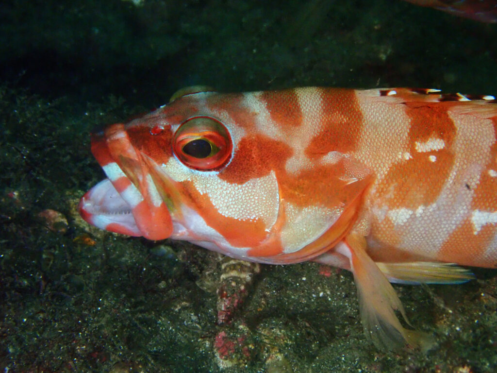 土肥ダイビング　通り崎ビーチ　あくびするアカハタ