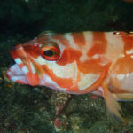 土肥ダイビング　通り崎ビーチ　あくびするアカハタ