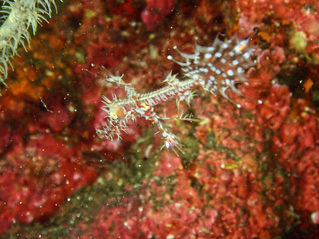 土肥ダイビング　通り崎ビーチ　沈船　ニシキフウライウオ