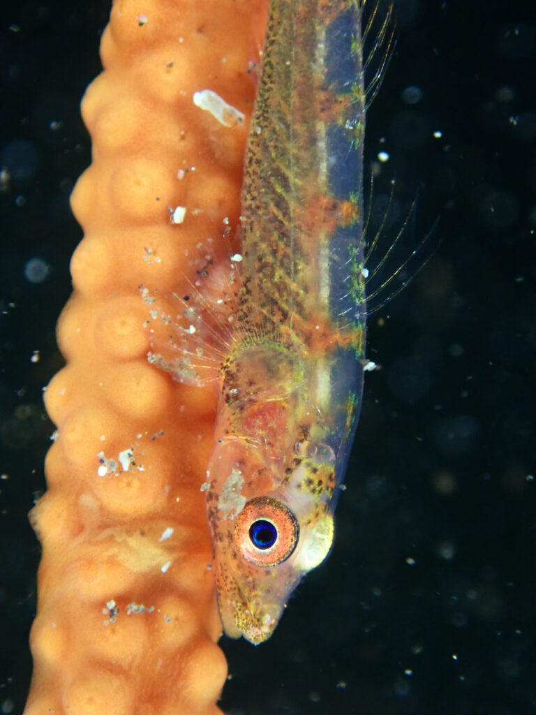 土肥ダイビング　通り崎ビーチ　ガラスハゼ