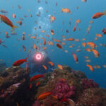 土肥ダイビング　小下田　とび島沖　北の根