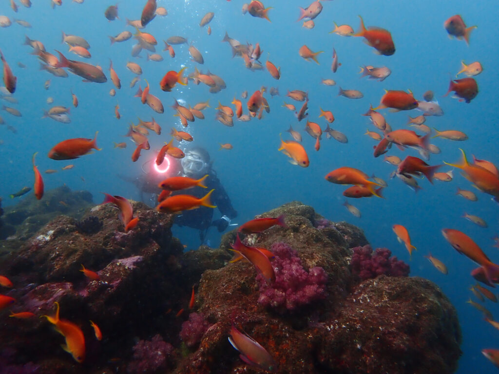 土肥ダイビング　小下田　とび島沖
