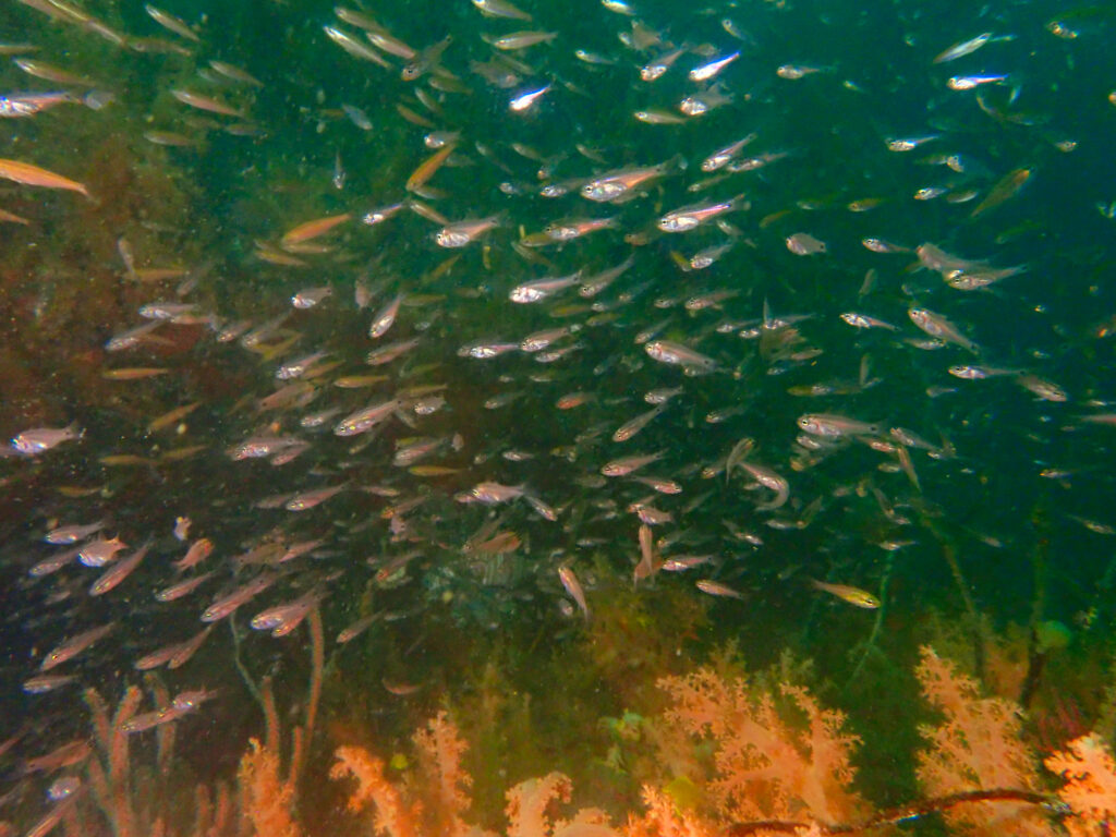 土肥ダイビング　通り崎お花畑