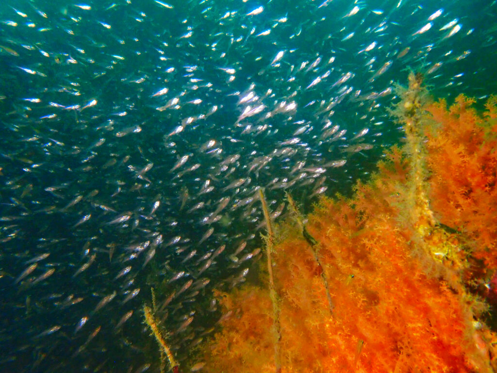 土肥ダイビング　通り崎お花畑