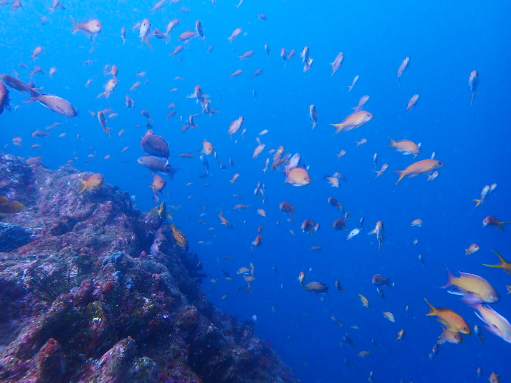 土肥ダイビング　小下田　とび島沖