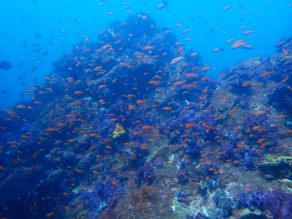 土肥ダイビング　小下田　とび島沖
