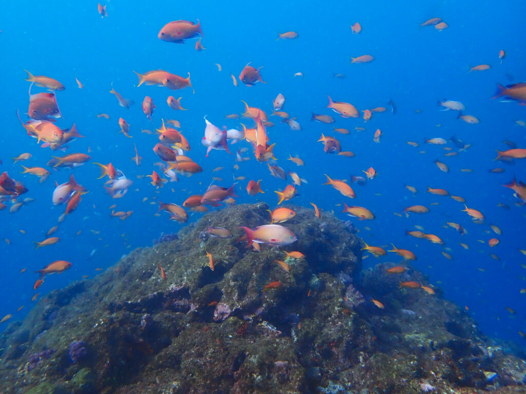 土肥ダイビング　小下田　とび島沖