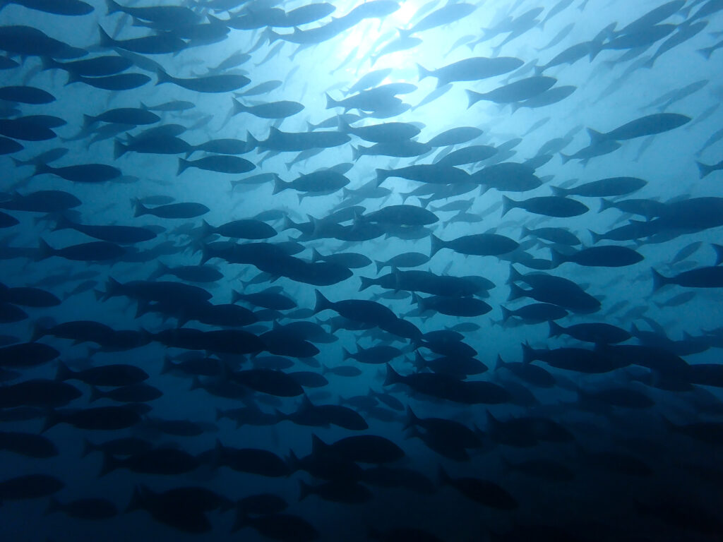 土肥ダイビング　小下田　サク根