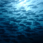 土肥ダイビング　小下田　サク根