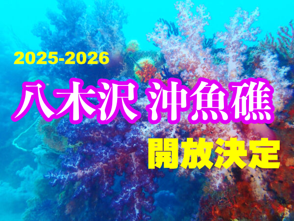 土肥ダイビング　八木沢沖魚礁　開放決定