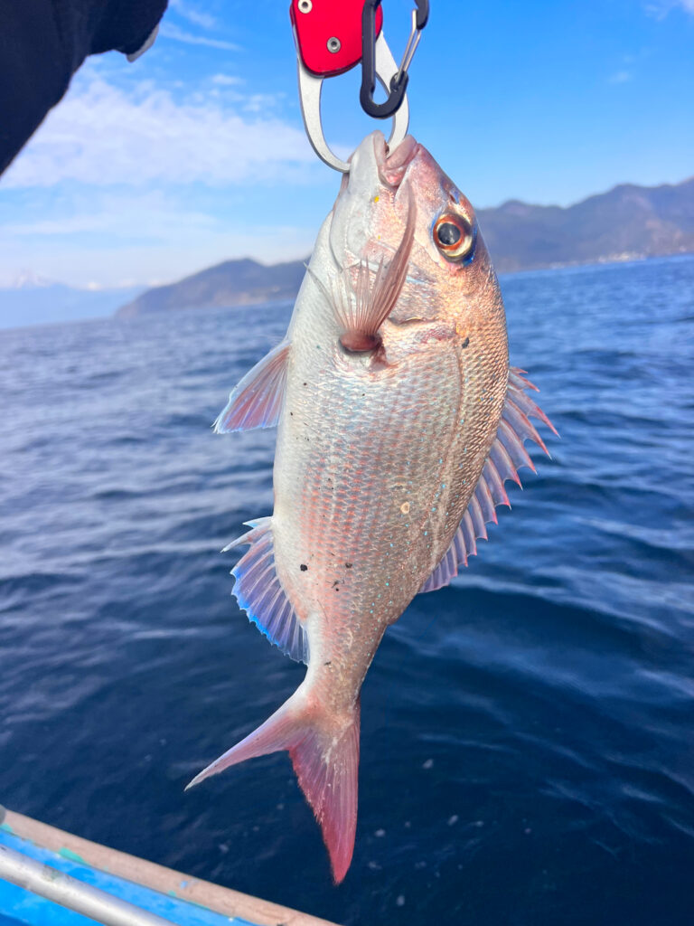 西伊豆八木沢 駿河湾 真鯛 駿河湾の恵み