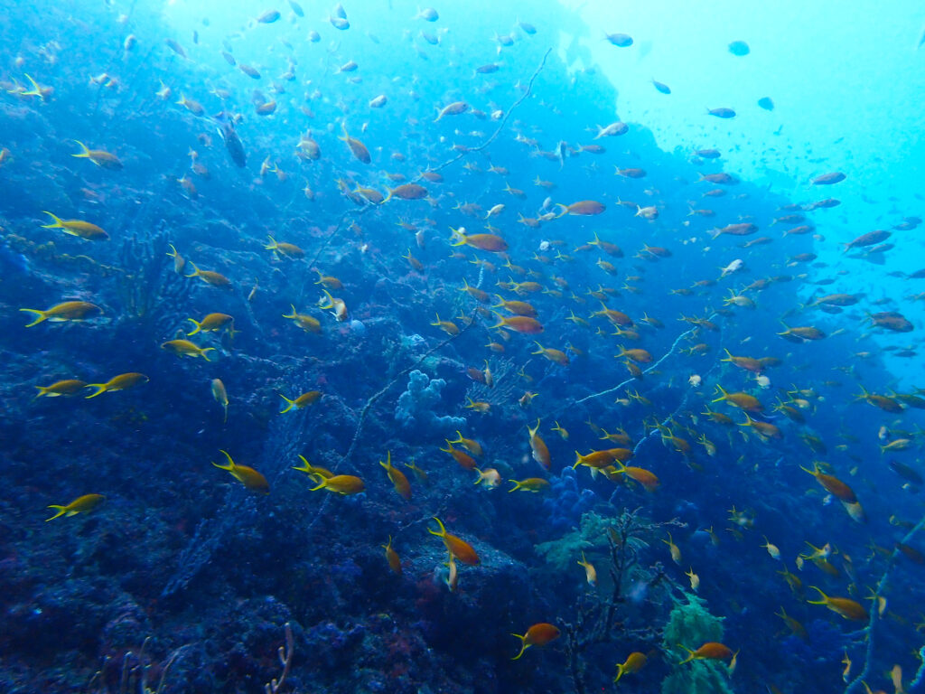 土肥ダイビング 小下田 とび島沖