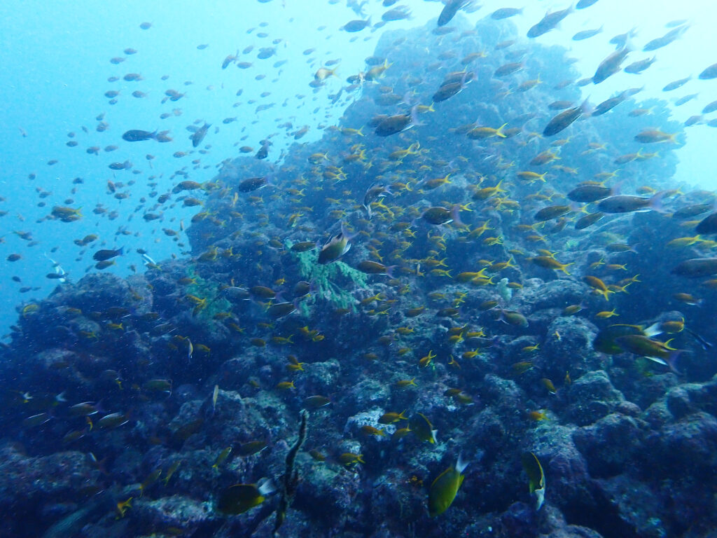 土肥ダイビング 小下田 とび島沖