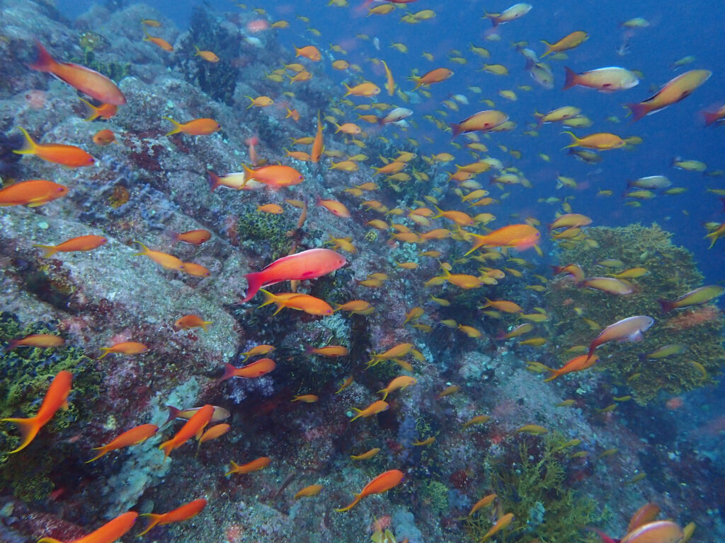 土肥ダイビング 小下田 とび島沖