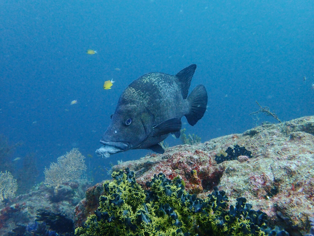 土肥ダイビング 小下田 とび島沖 ヒゲダイ