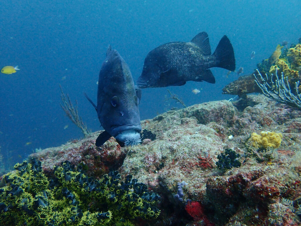 土肥ダイビング 小下田 とび島沖 ヒゲダイ・ペア