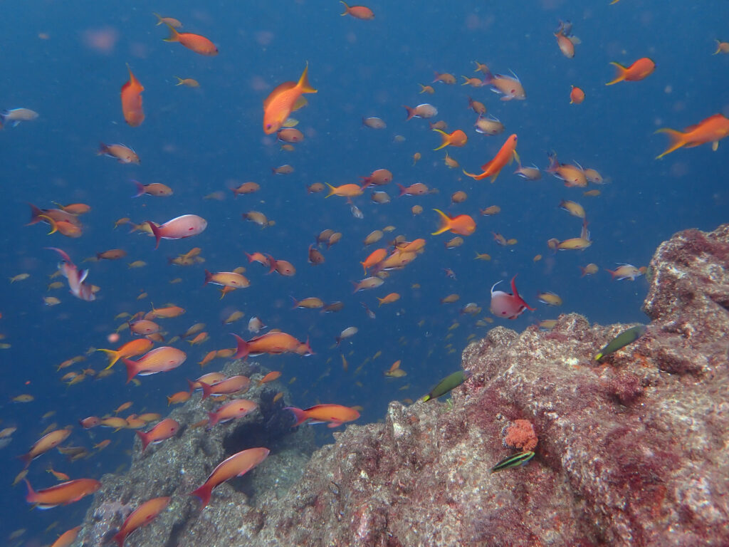 土肥ダイビング とび島沖 キンギョハナダイ