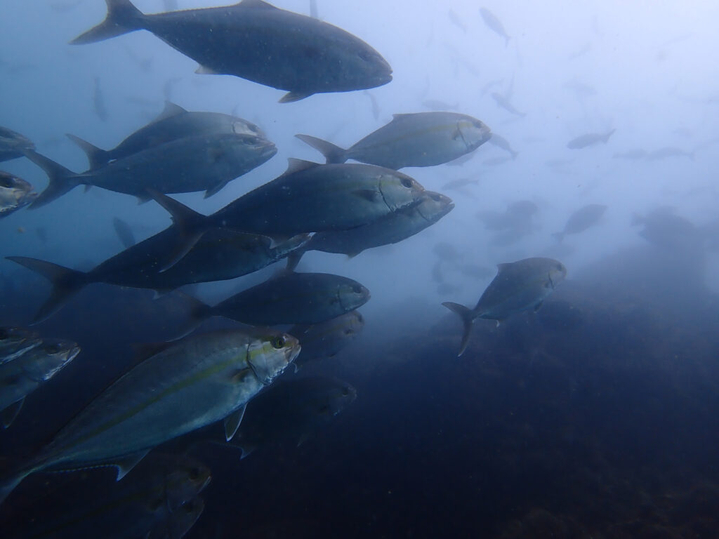 土肥ダイビング サク根 カンパチ若魚群れ