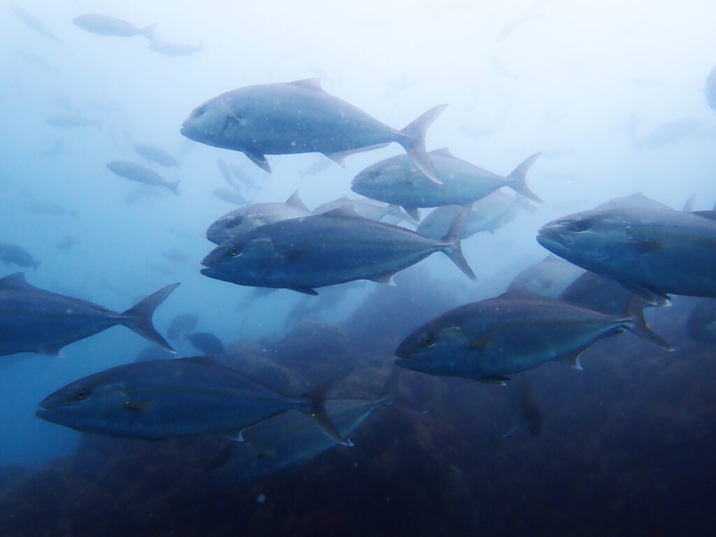 土肥ダイビング サク根 カンパチ若魚群れ