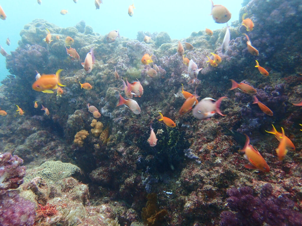 土肥ダイビング 小下田 サク根 キンギョハナダイ