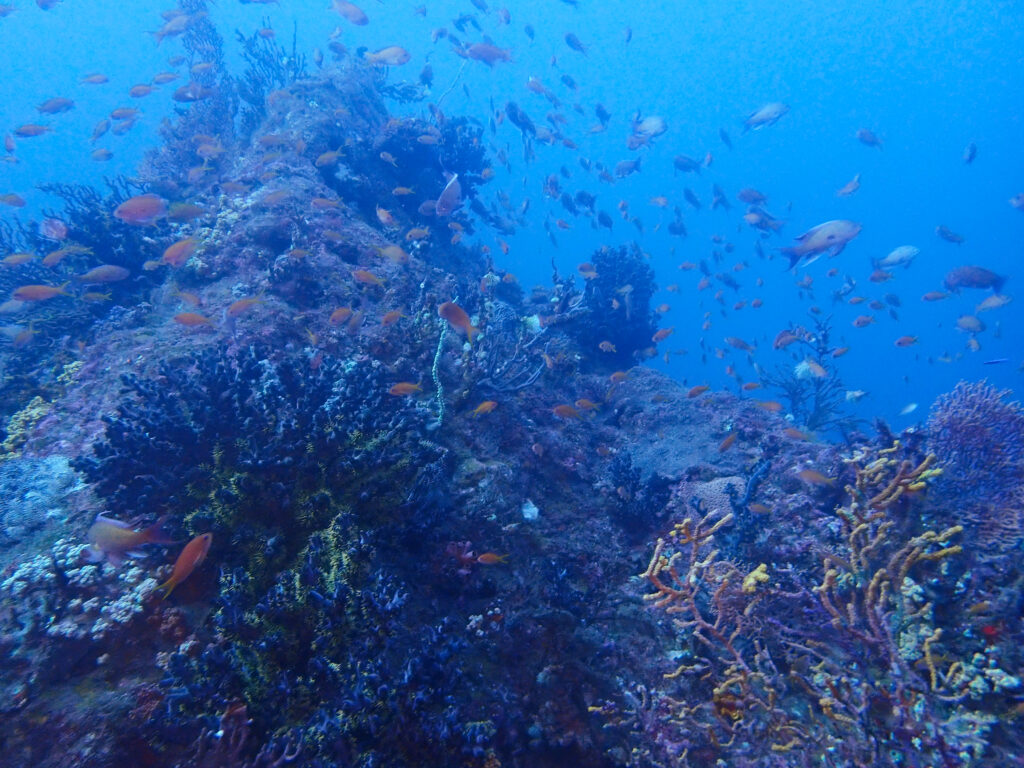 土肥ダイビング 小下田 とび島沖 サク根