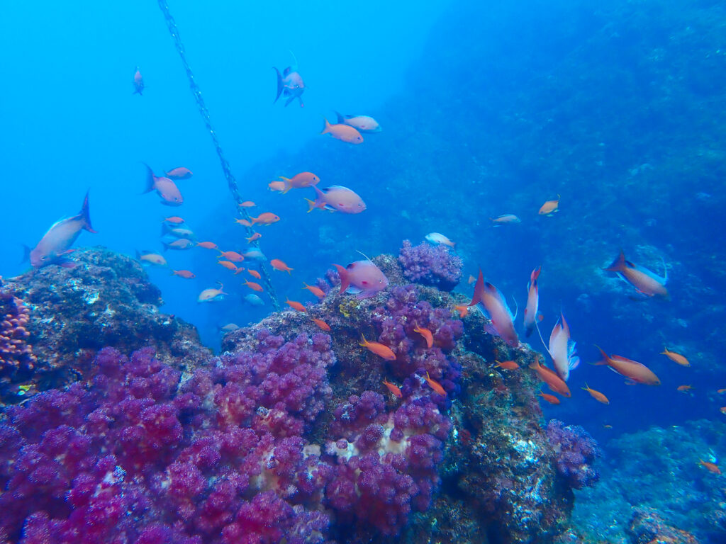 土肥ダイビング 小下田 とび島沖 サク根
