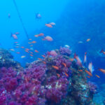 土肥ダイビング　小下田　とび島沖　サク根