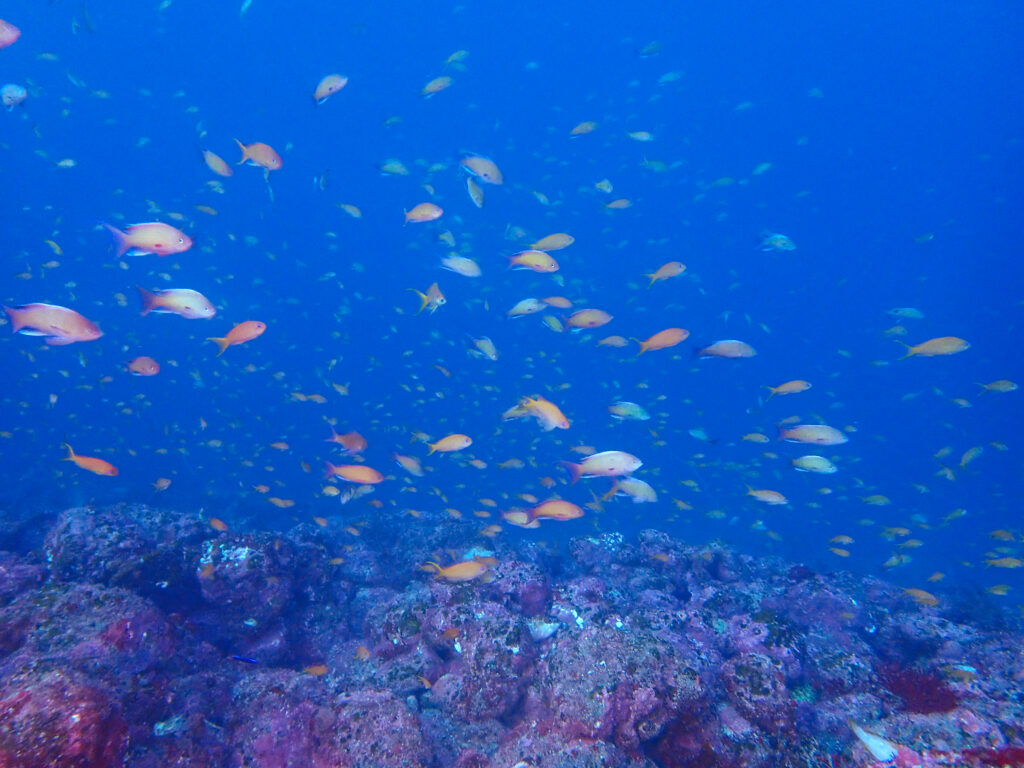 土肥ダイビング 小下田 とび島沖