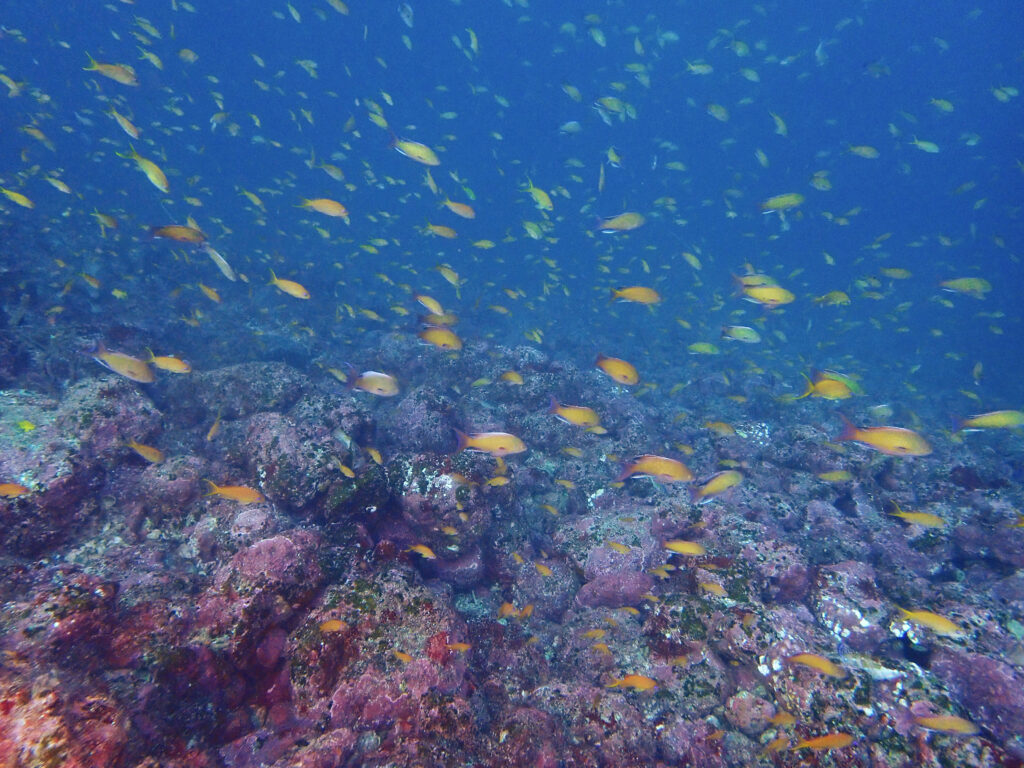 土肥ダイビング 小下田 とび島沖