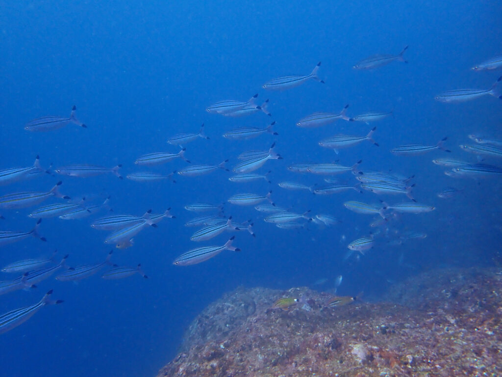 土肥ダイビング 小下田 サク根